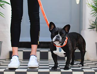 Small dog being walked on a custom leash